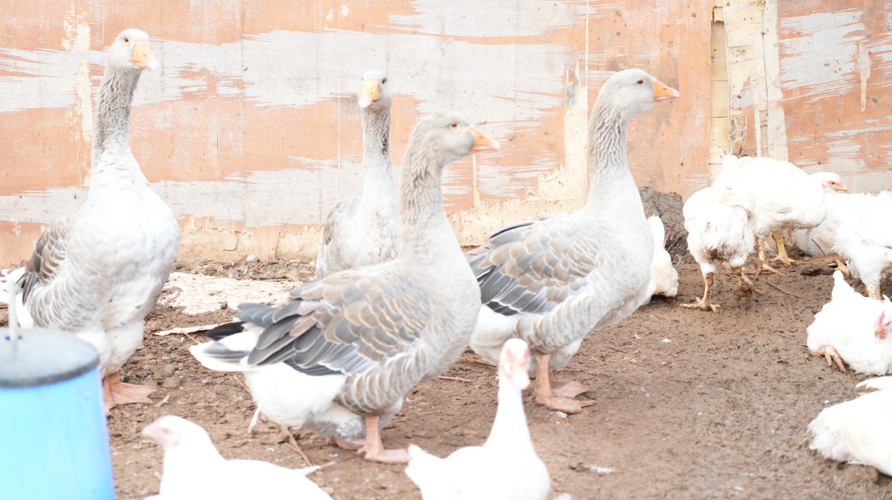 Agrimay : un élevage raisonné au service du goût et du bien-être animal