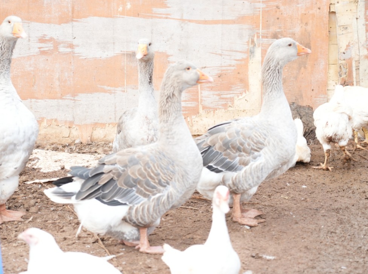 Agrimay : un élevage raisonné au service du goût et du bien-être animal